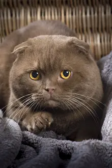 Folds: Cat Scottish fold