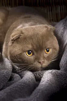Folds: Cat Scottish fold