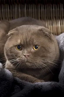 Folds: Cat Scottish fold