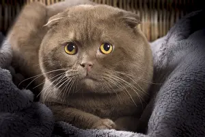 Folds: Cat Scottish fold