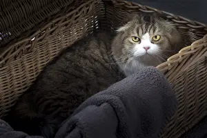 Folds: Cat Scottish fold