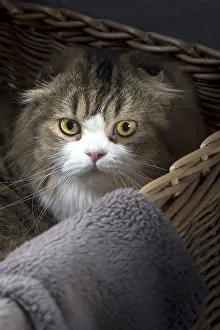 Folds: Cat Scottish fold