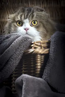 Folds: Cat Scottish fold