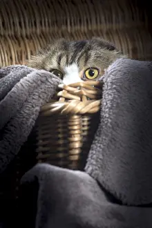Folds: Cat Scottish fold