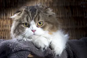 Folds: Cat Scottish fold