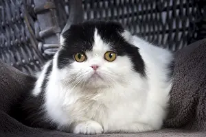 Folds: Cat Scottish fold