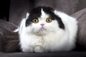 Folds: Cat Scottish fold
