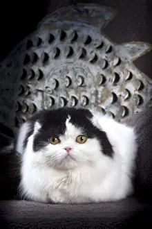 Folds: Cat Scottish fold
