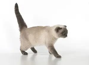 Folds: Cat Scottish Fold