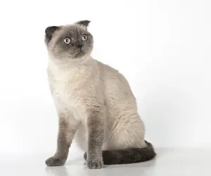 Folds: Cat Scottish Fold