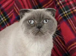 Folds: Cat Scottish Fold