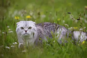 Folds: Cat