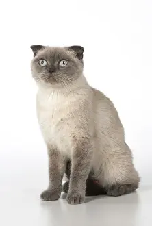 Fold: Cat Scottish Fold