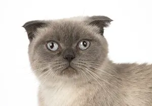 Fold: Cat Scottish Fold