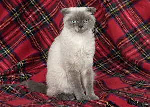 Fold: Cat Scottish Fold