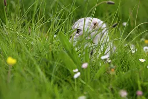 Folds: Cat