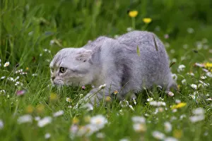 Folds: Cat