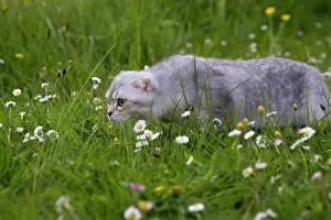 Folds: Cat