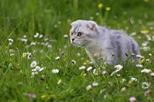 Folds: Cat
