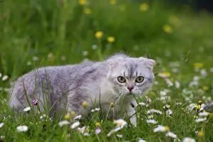 Anger: Cat