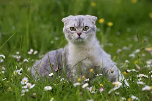 Folds: Cat