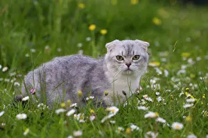 Folds: Cat