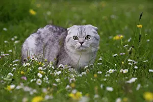Folds: Cat