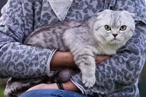 Arms: Cat