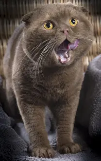Shock: Cat Scottish fold mouth open