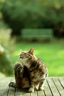 Displacement: CAT - scratching