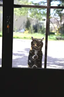 Itched: Cat scratching at the door France