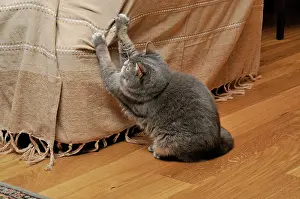 Clawing: Cat - scratching furniture