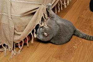 Clawing: Cat - scratching furniture