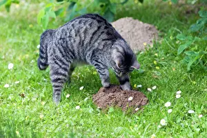 Molehill: Cat - scratching at molehill in garden