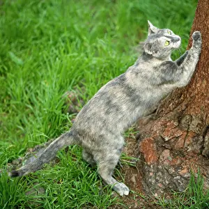 Clawing: Cat - scratching tree bark