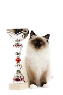 Trophy: Cat - Seal Point Birman - kitten with trophy
