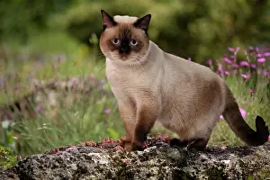 Colouration: Cat - seal point colouration - outside