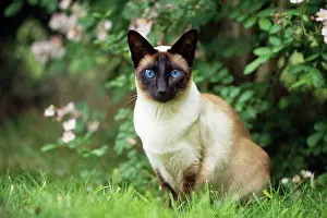 Point: CAT - Seal Point Siamese