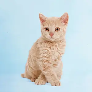 Luck: Cat