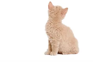 Backview: Cat - Selkirk Red kitten sitting in studio backview