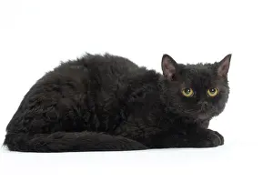 Rexs: Cat Selkirk Rex