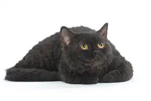 Rexs: Cat Selkirk Rex