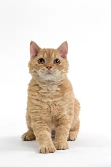 Rexs: Cat Selkirk Rex
