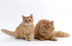 Rexs: Cat Selkirk Rex