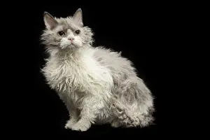 Selkirk: Cat - Selkirk Rex