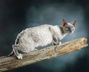Scruffy: Cat - Selkirk rex on Branch