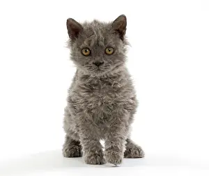 Rexs: Cat Selkirk Rex kitten
