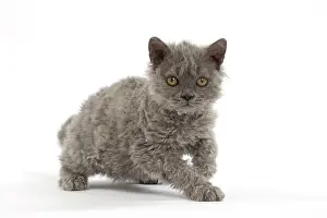Rexs: Cat Selkirk Rex kitten