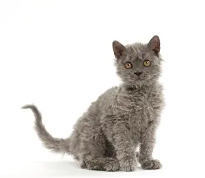 Rexs: Cat Selkirk Rex kitten