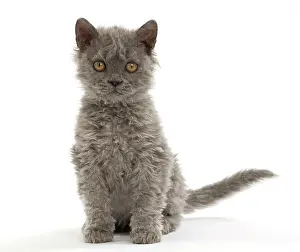 Rexs: Cat Selkirk Rex kitten